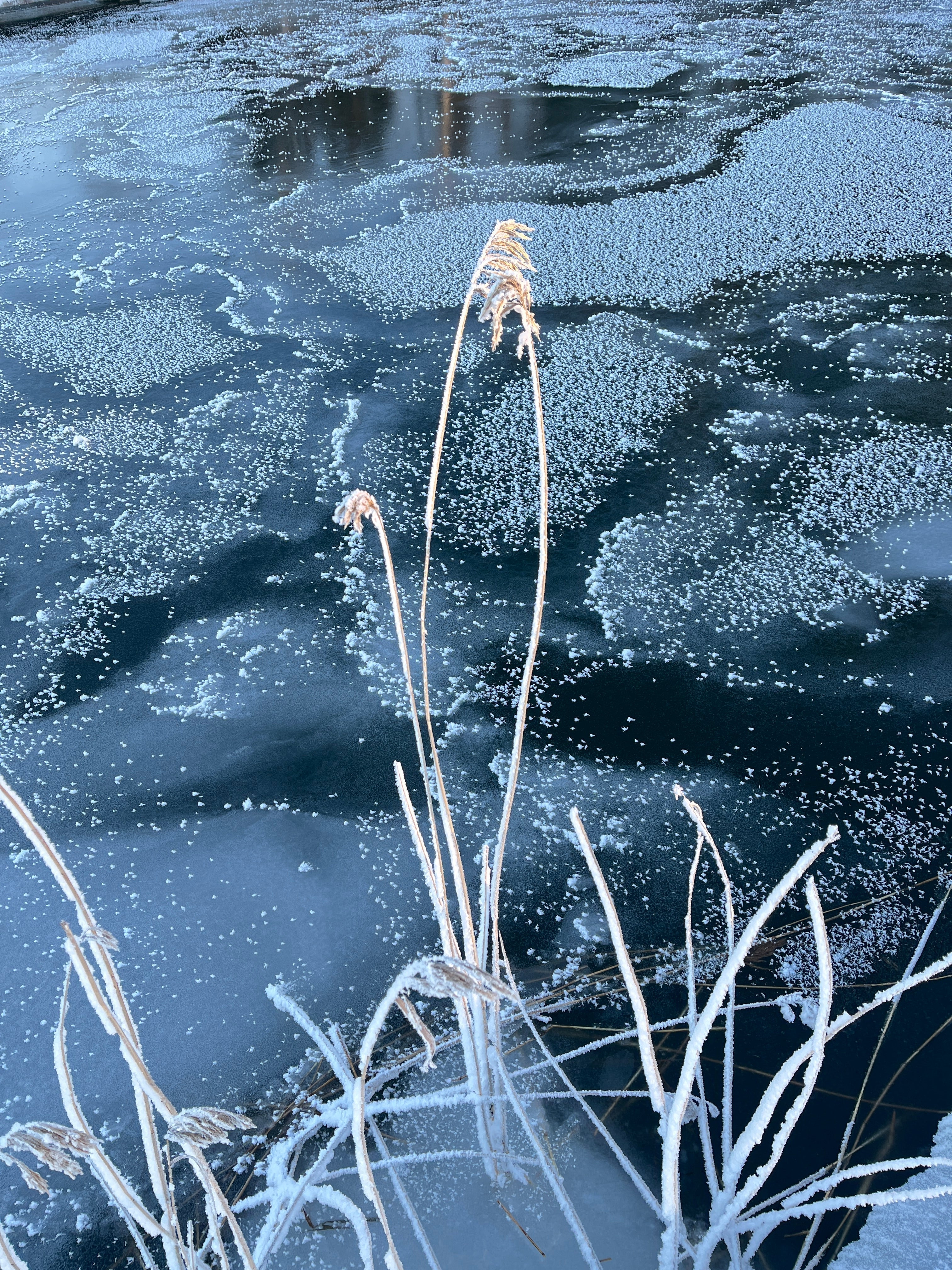 Frozen flora in Helsinki